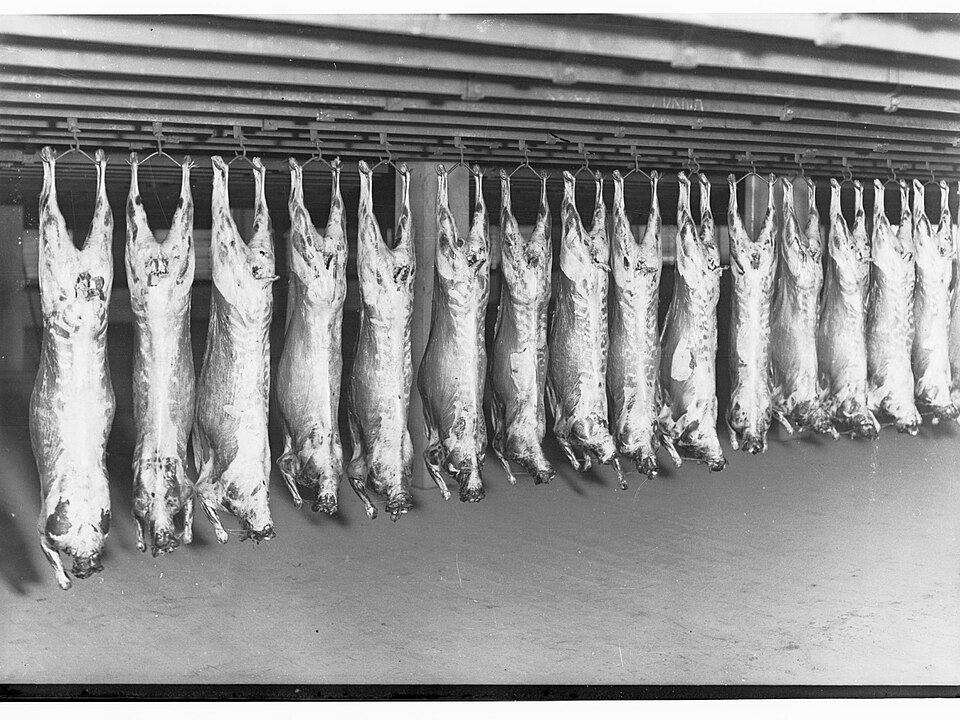 Slaughterhouse carcasses