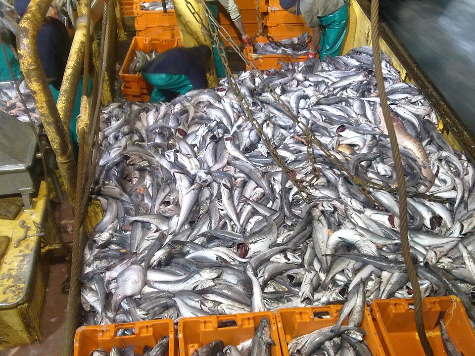 Fish catch on trawler deck