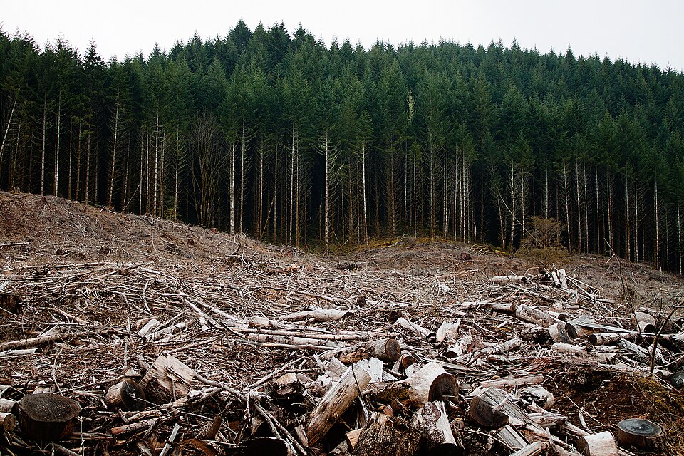 Clearcut felled forest