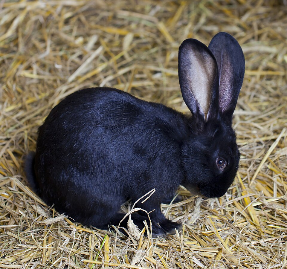 Wild rabbit in harvested grain straw