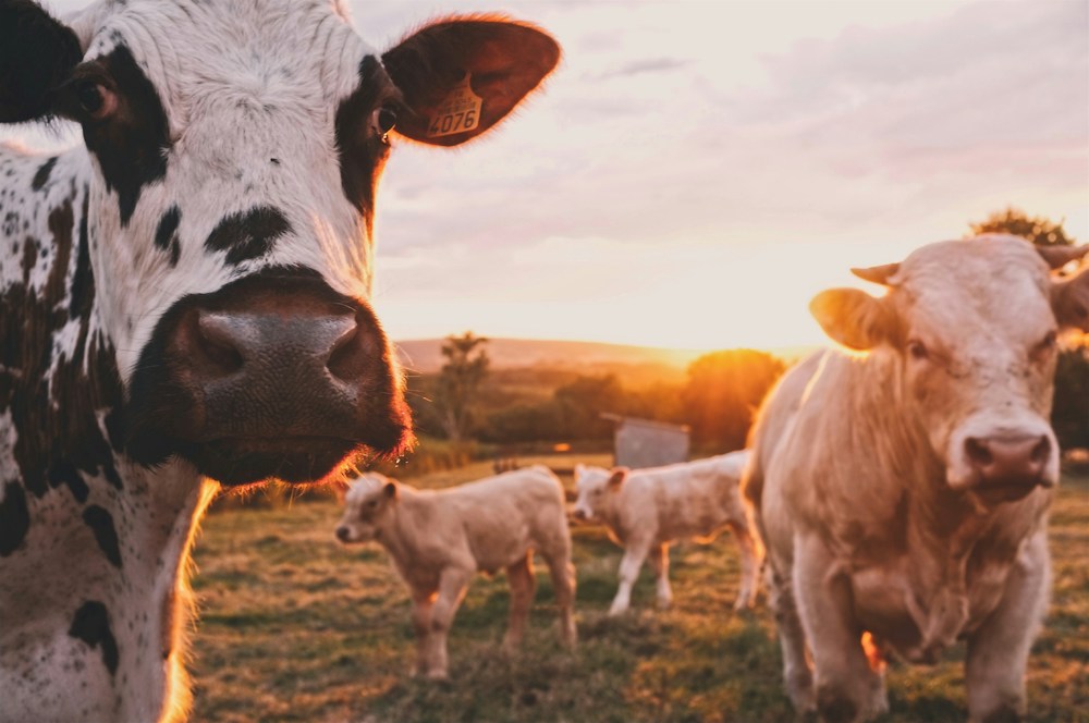 Cow in misty pasture