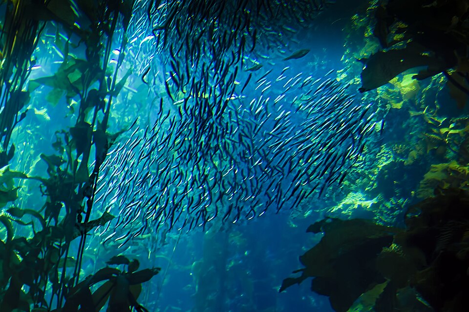 School of fish underwater