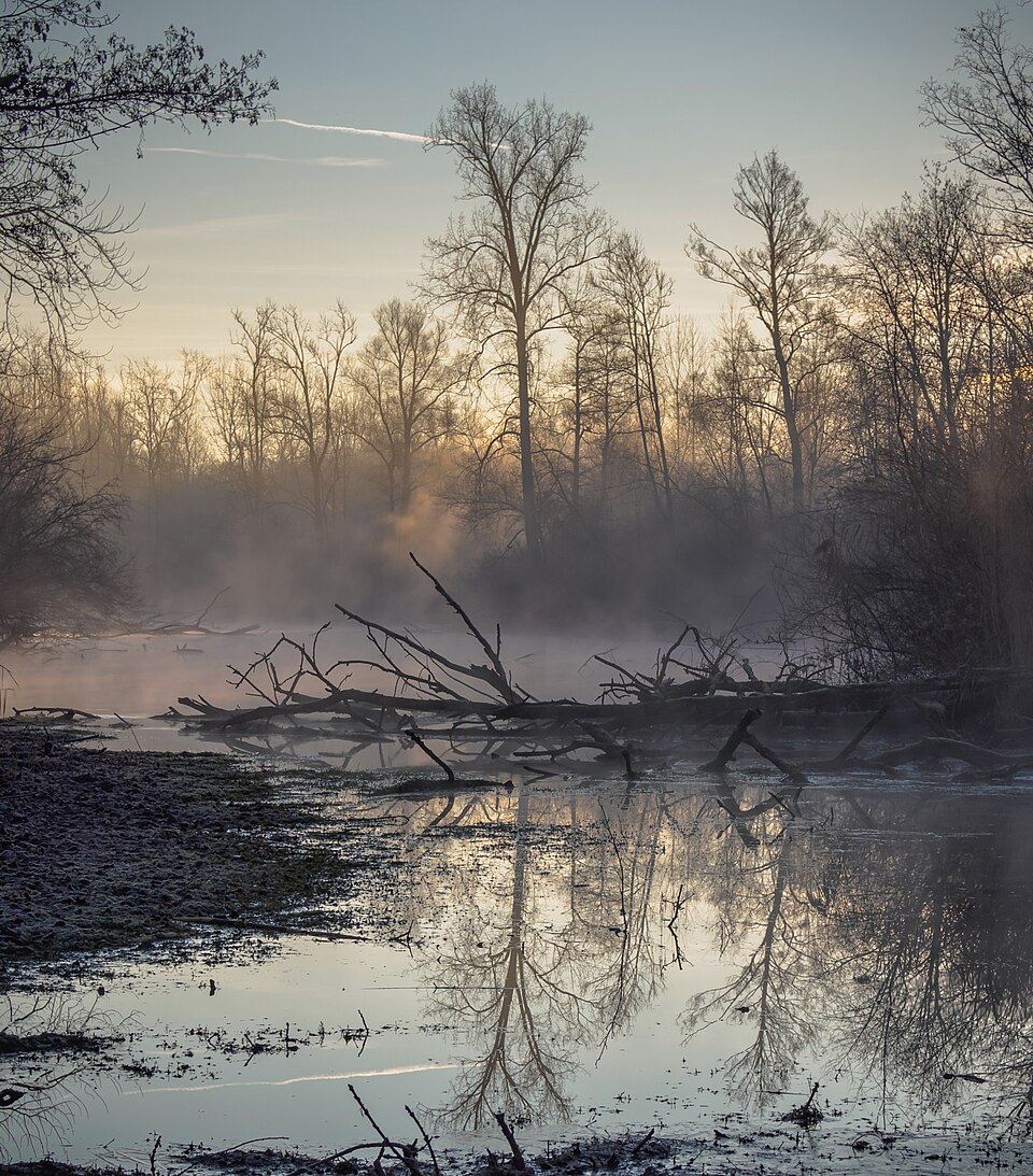 Misty morning meadow