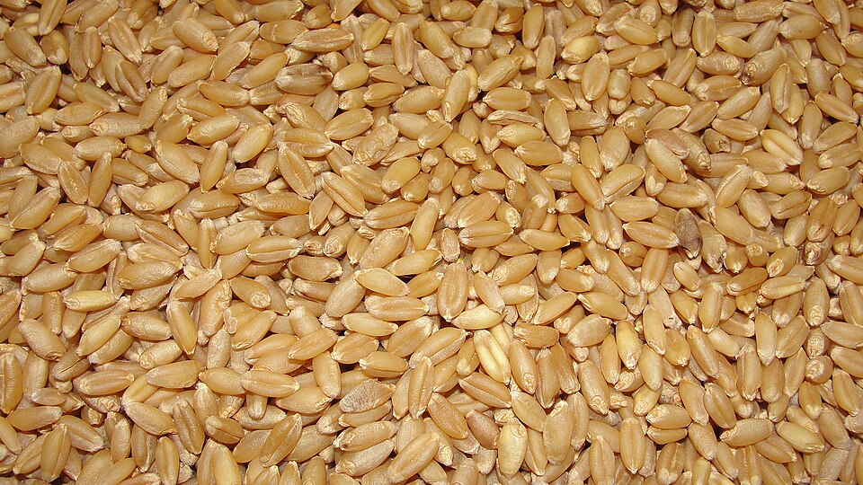 Golden wheat grain close-up